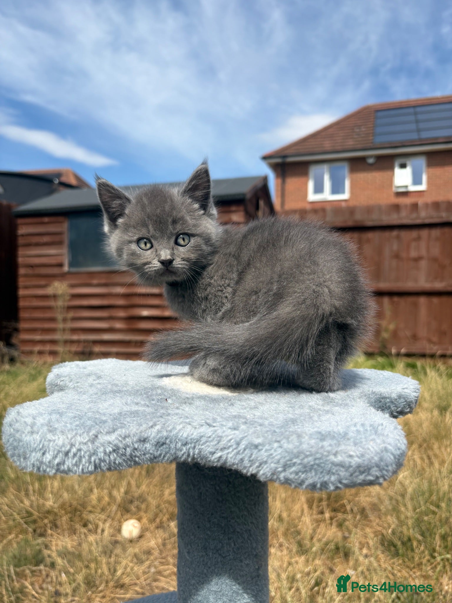 British Longhair cats Ragdoll Cross x BSH/Scottish Fold Kitten - Advert 3
