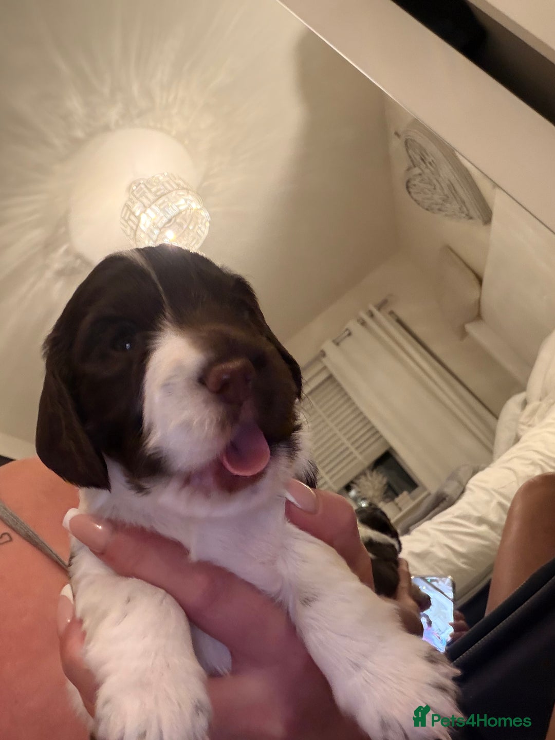 Cocker Spaniel dogs for sale: Cocker Spaniel Puppies ✨ - Advert 4