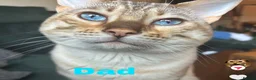 Bengal cats for sale: Snow bengal kittens in Otley - Advert 3
