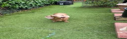 Dachshund dogs for sale: minuture dacshund - Advert 2