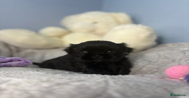 Shih Tzu dogs KC Reg Solid Black Girl  - Advert 11