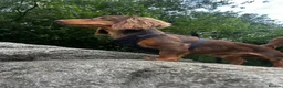 Miniature Dachshund dogs for stud: Long Haired Miniature Dachshund Chocolate & Tan - Advert 1