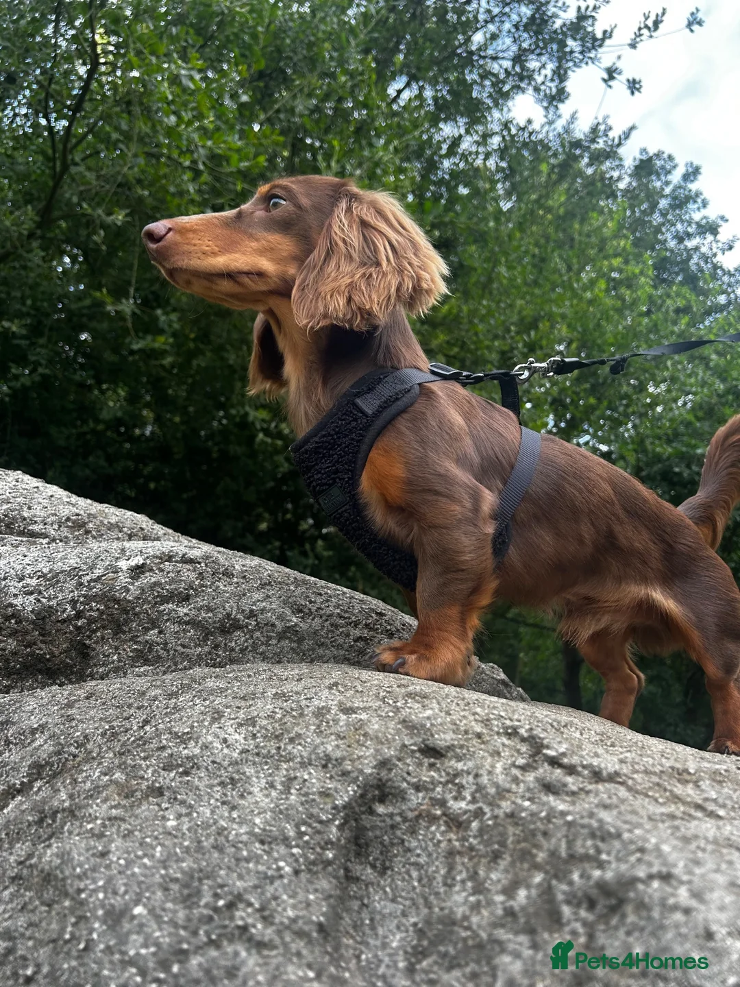 Miniature Dachshund dogs for stud: Long Haired Miniature Dachshund Chocolate & Tan - Advert 1