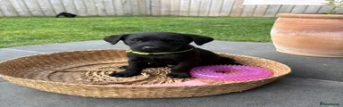 Labrador Retriever 2