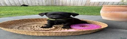 Labrador Retriever dogs for sale: Labrador Puppies - Advert 19