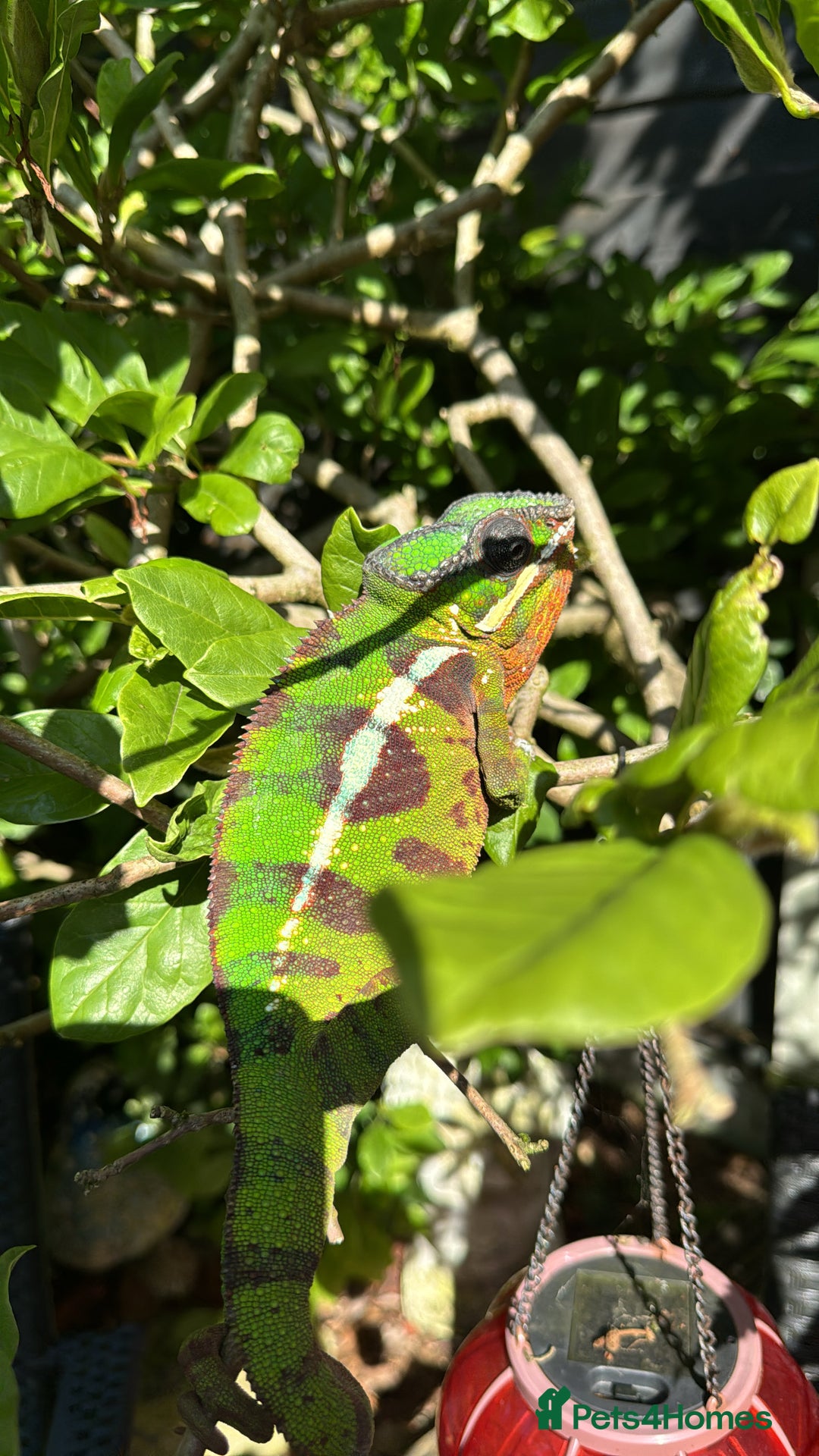 Chameleon reptiles for sale: 2 year old male panther chameleon  - Advert 2