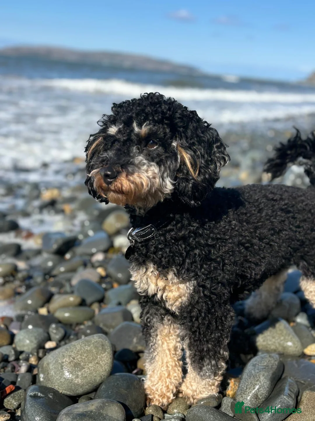 Cockapoo dogs for sale: 5 stunning F2 cockapoo puppies - Advert 13