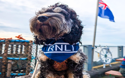 Cockapoo dogs for sale: Rehoming beloved family pet - Image 1