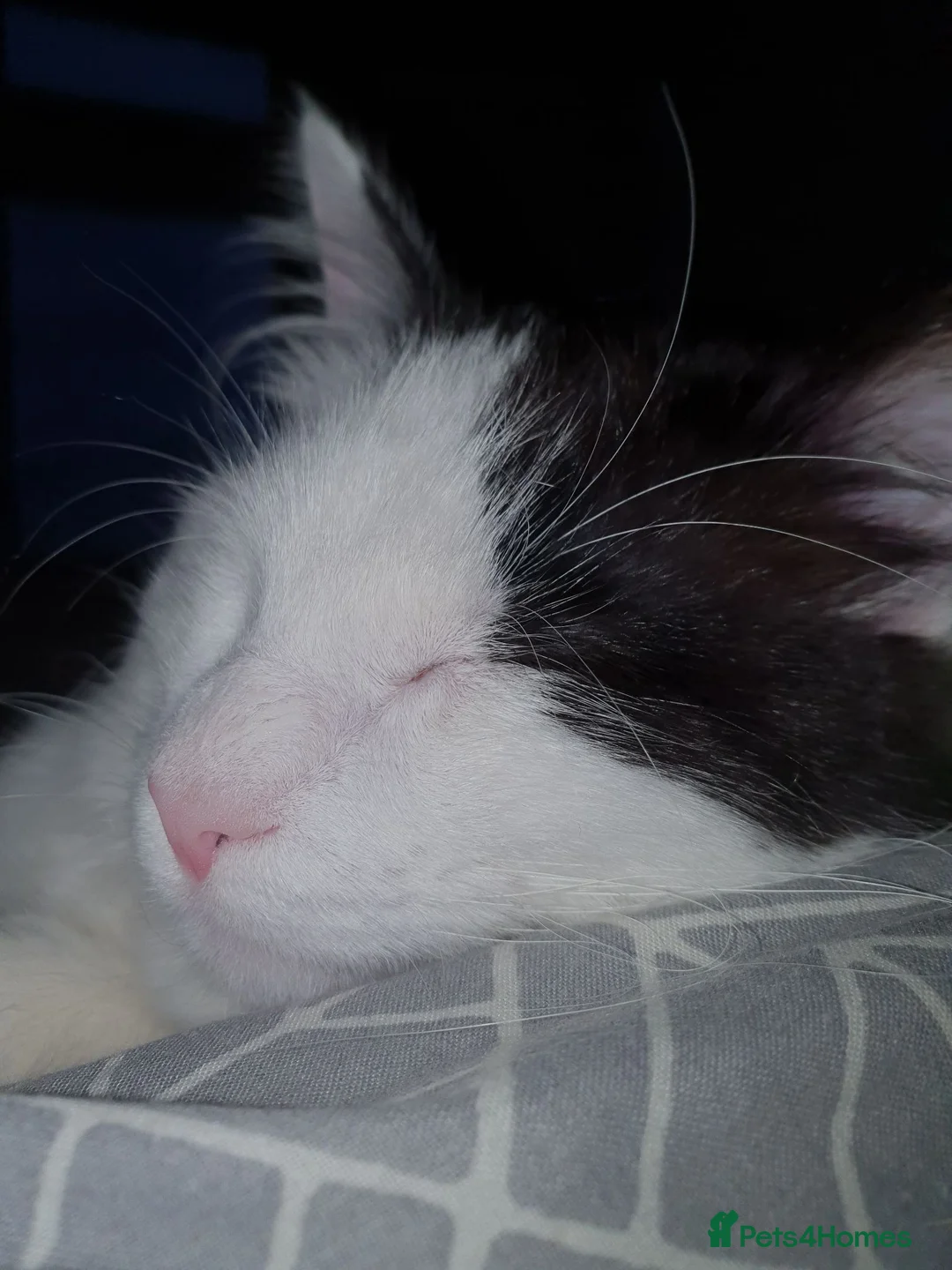 Mixed Breed cats for sale: Hi im Denis. - Advert 5