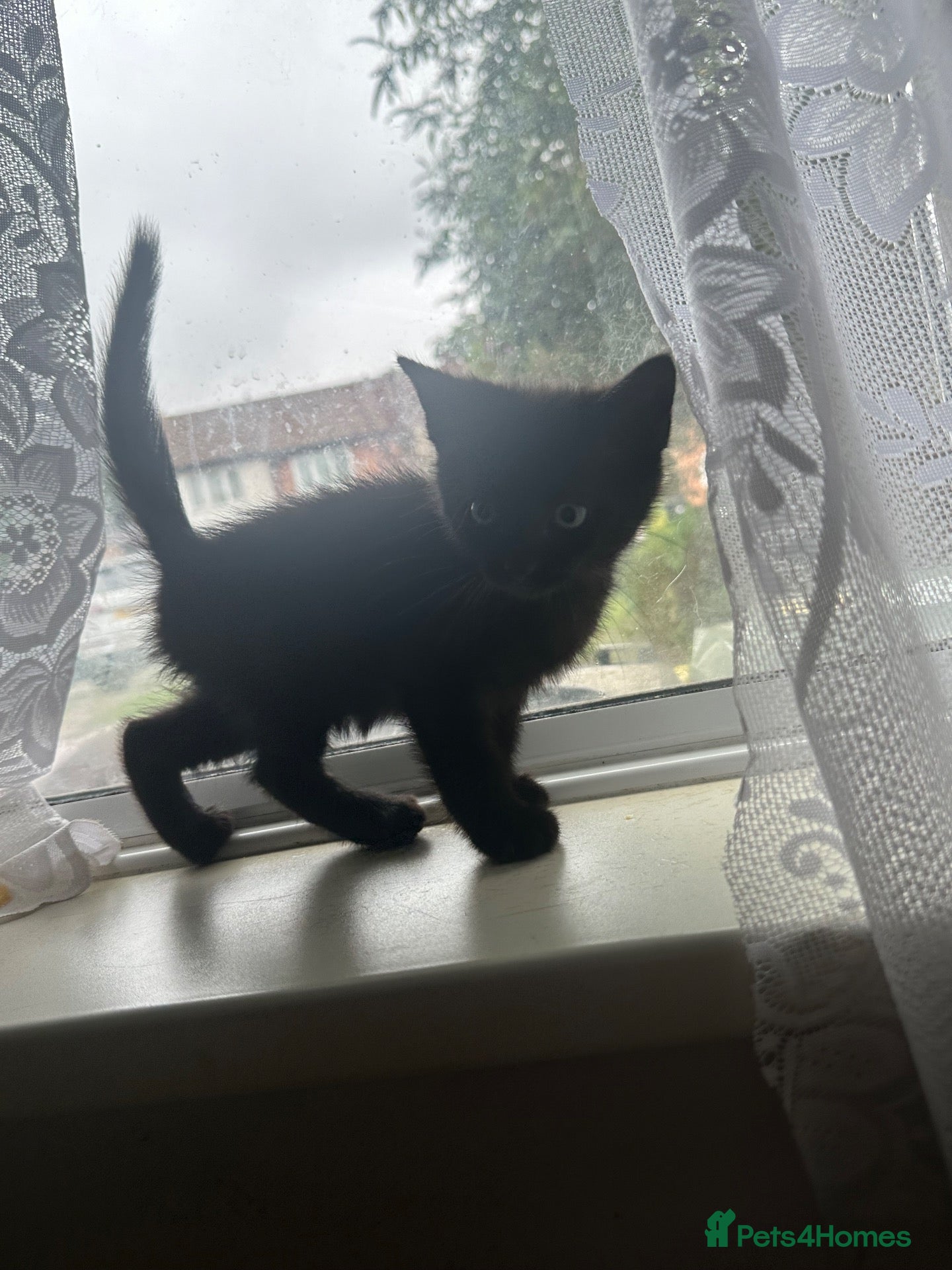 British Shorthair cats Kitten for sale  - Advert 1