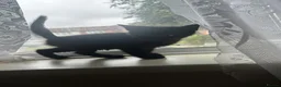 British Shorthair cats for sale: Kitten for sale  - Advert 1