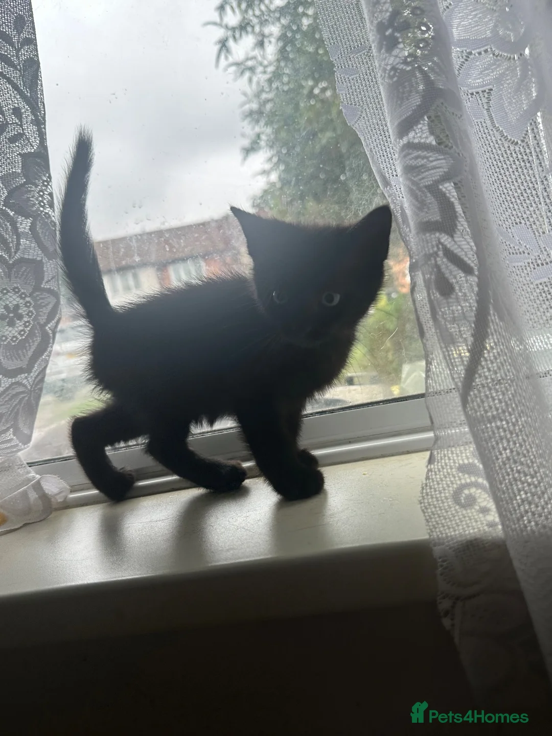 British Shorthair cats for sale: Kitten for sale  - Advert 1