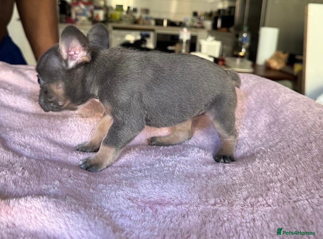 French Bulldog dogs for sale: Adorable French Bulldog Puppies in Barking - Image 23