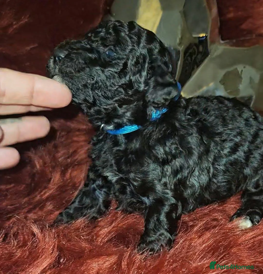 Miniature Poodle dogs for sale: Kc miniature poodles  - Advert 2