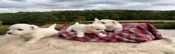 West Highland Terrier dogs for sale: Pedigree KC registered WESTIE puppies in Welshpool - Advert 8
