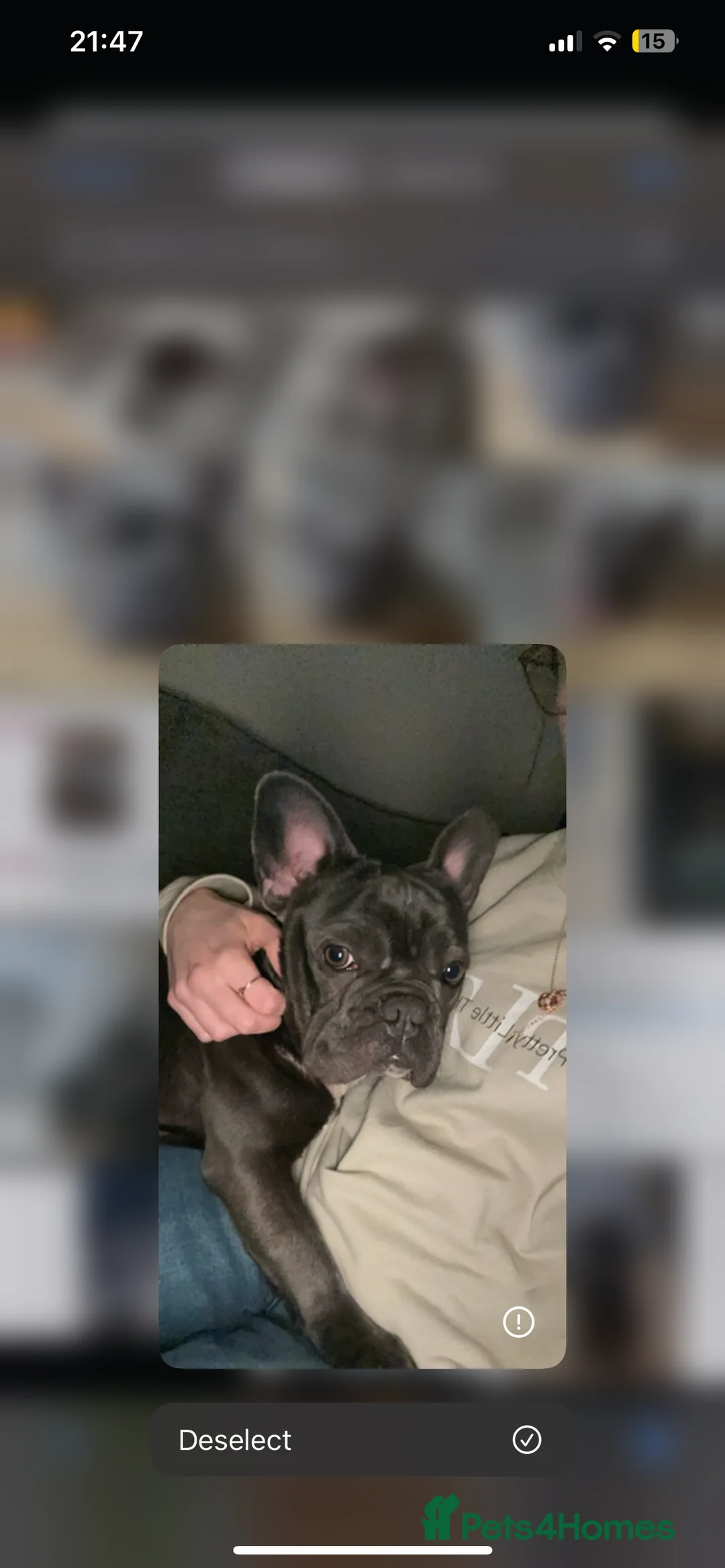 French Bulldog dogs for sale: Rehoming French bulldog  in Peterborough - Advert 9