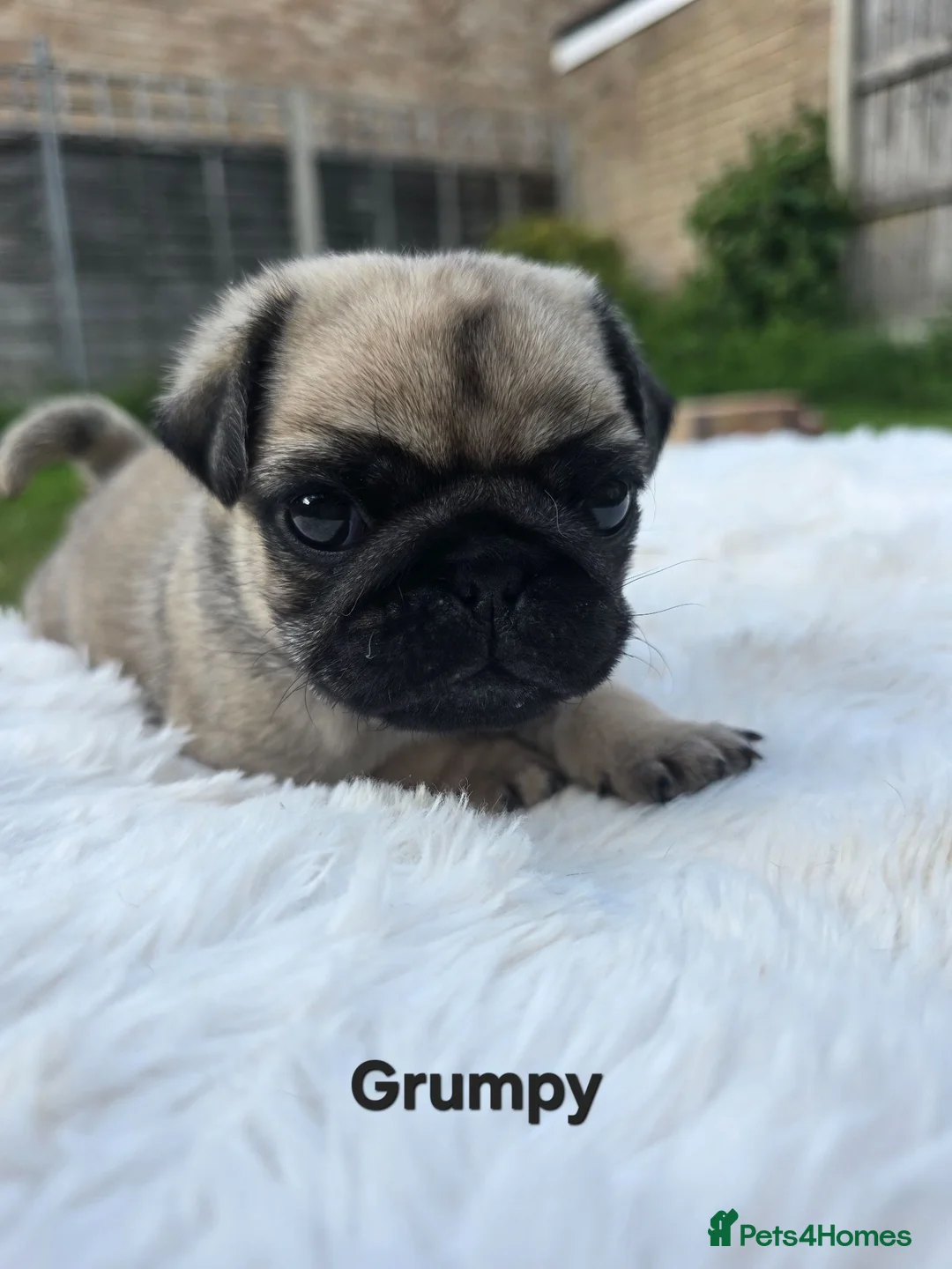 Pug dogs for sale: Grumpy & Happy 🐾 Two Fawn Male Pug Puppies - Advert 2