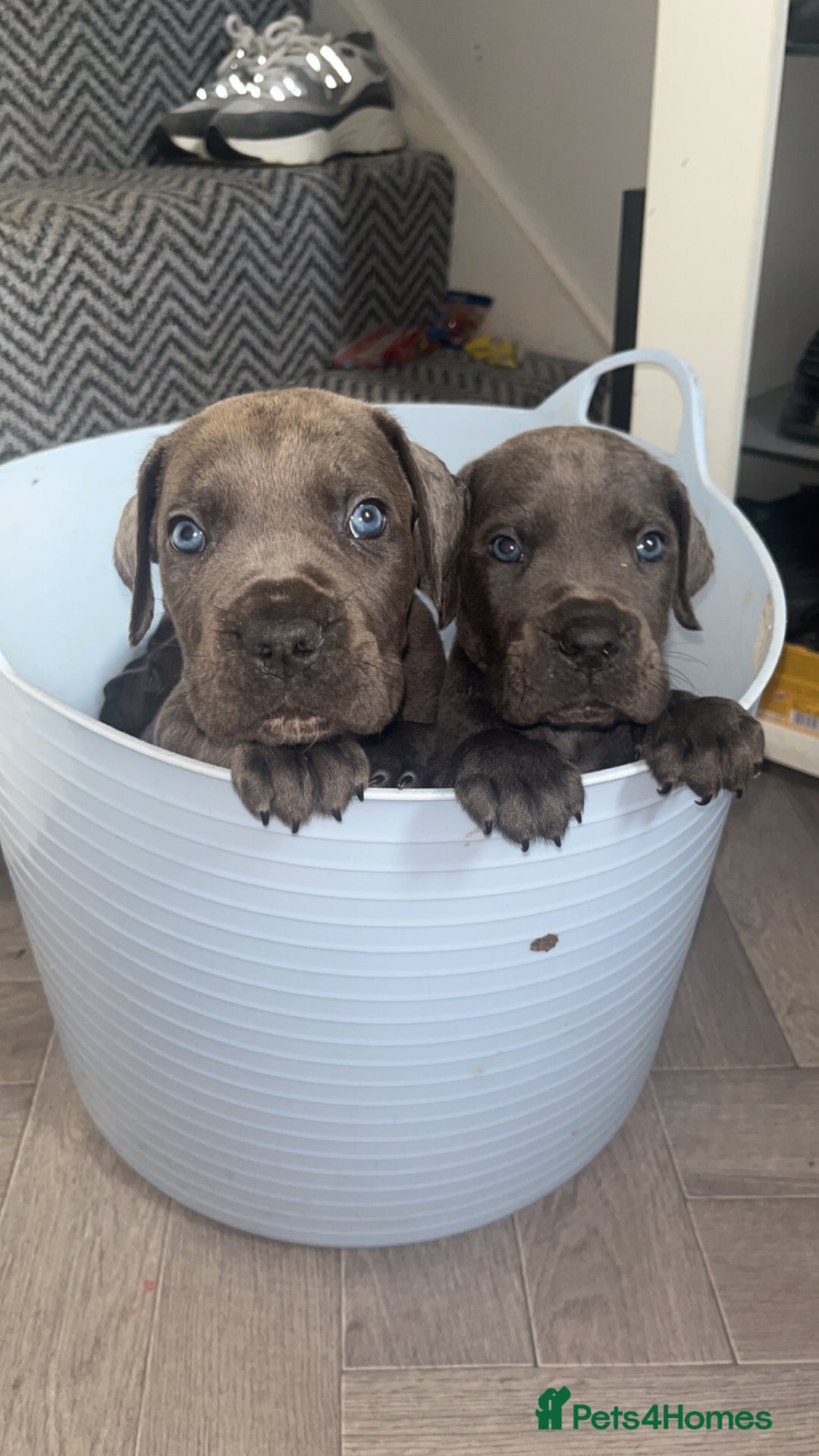 Cane Corso dogs for sale: Cane corso pups - Advert 11