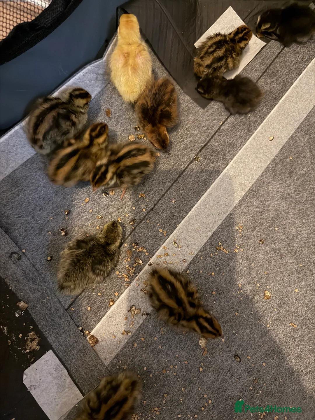 Quail poultry for sale: Coturnix Quail chicks mixed colour  - Advert 2