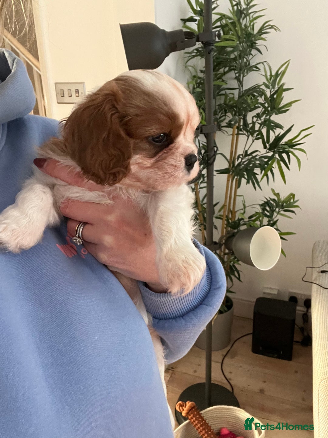 Cavalier King Charles Spaniel dogs for sale: Singleton Blenheim Cavalier Boy – Family Raised - Advert 17