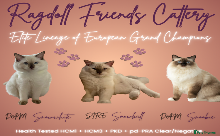 Ragdoll cats - Advert 1