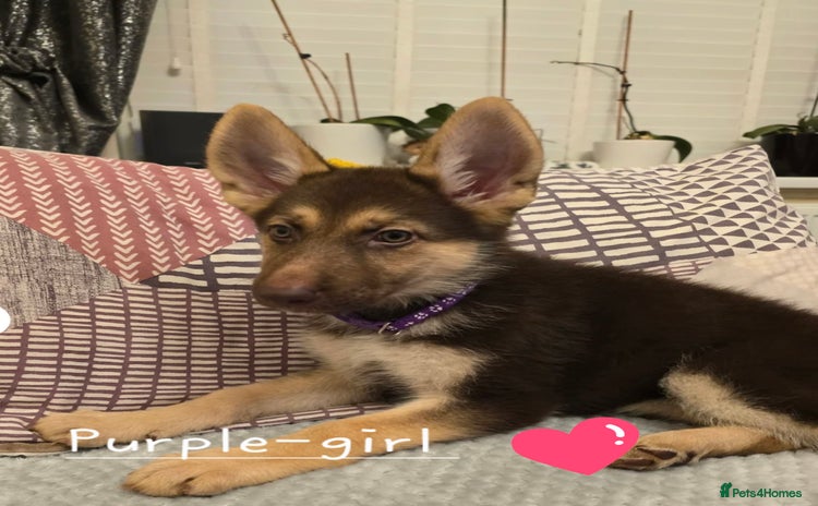 German Shepherd dogs - Advert 1