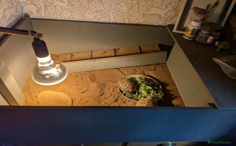 Tortoise reptiles - Advert 5