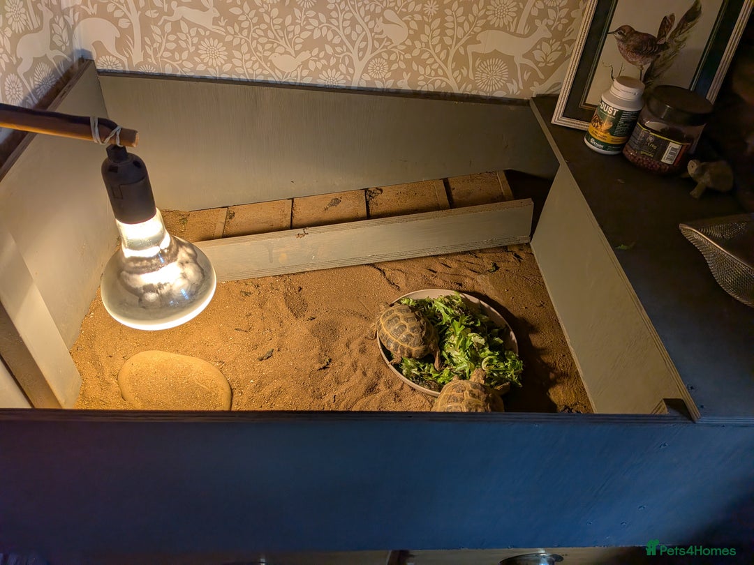 Tortoise reptiles for sale: Bonded pair of tortoises (male and female) - Image 1