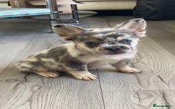 French Bulldog dogs for sale: Quality health clear fluffy French bulldogs  - Image 6