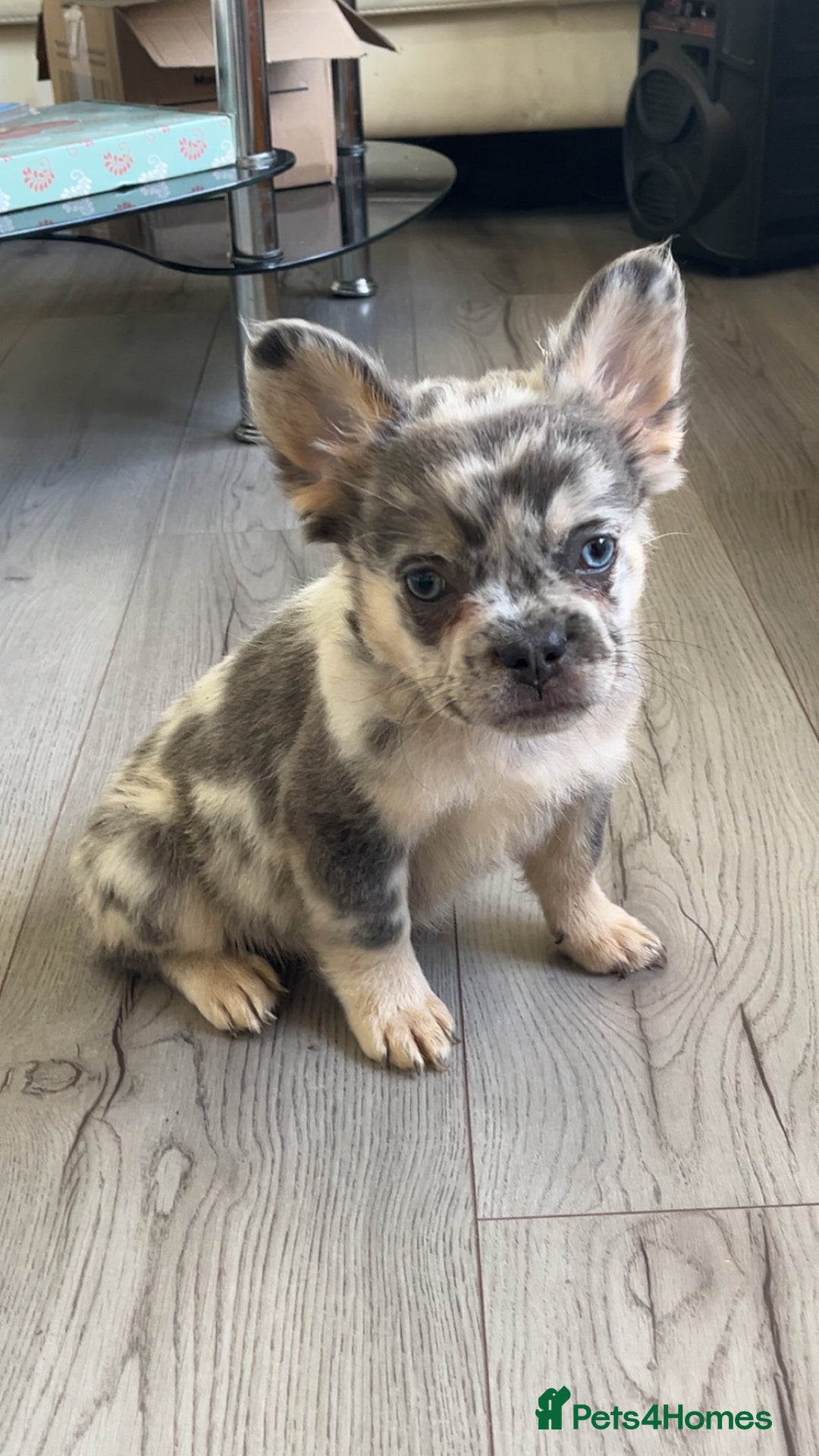 French Bulldog dogs for sale: Quality health clear fluffy French bulldogs  - Image 6