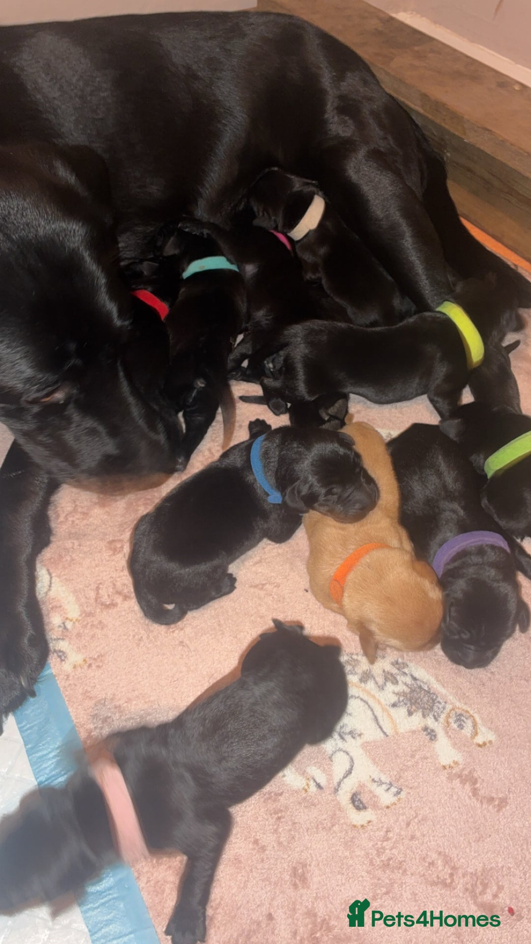 Labrador Retriever dogs for sale: STUNNING KC REGISTERED PEDIGREE LABRADOR PUPPIES - Advert 12