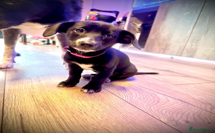 Mixed Breed dogs - Advert 11