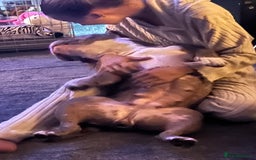 American Bully dogs for sale: 2 year old chocolate merl American pocket bully - Image 3