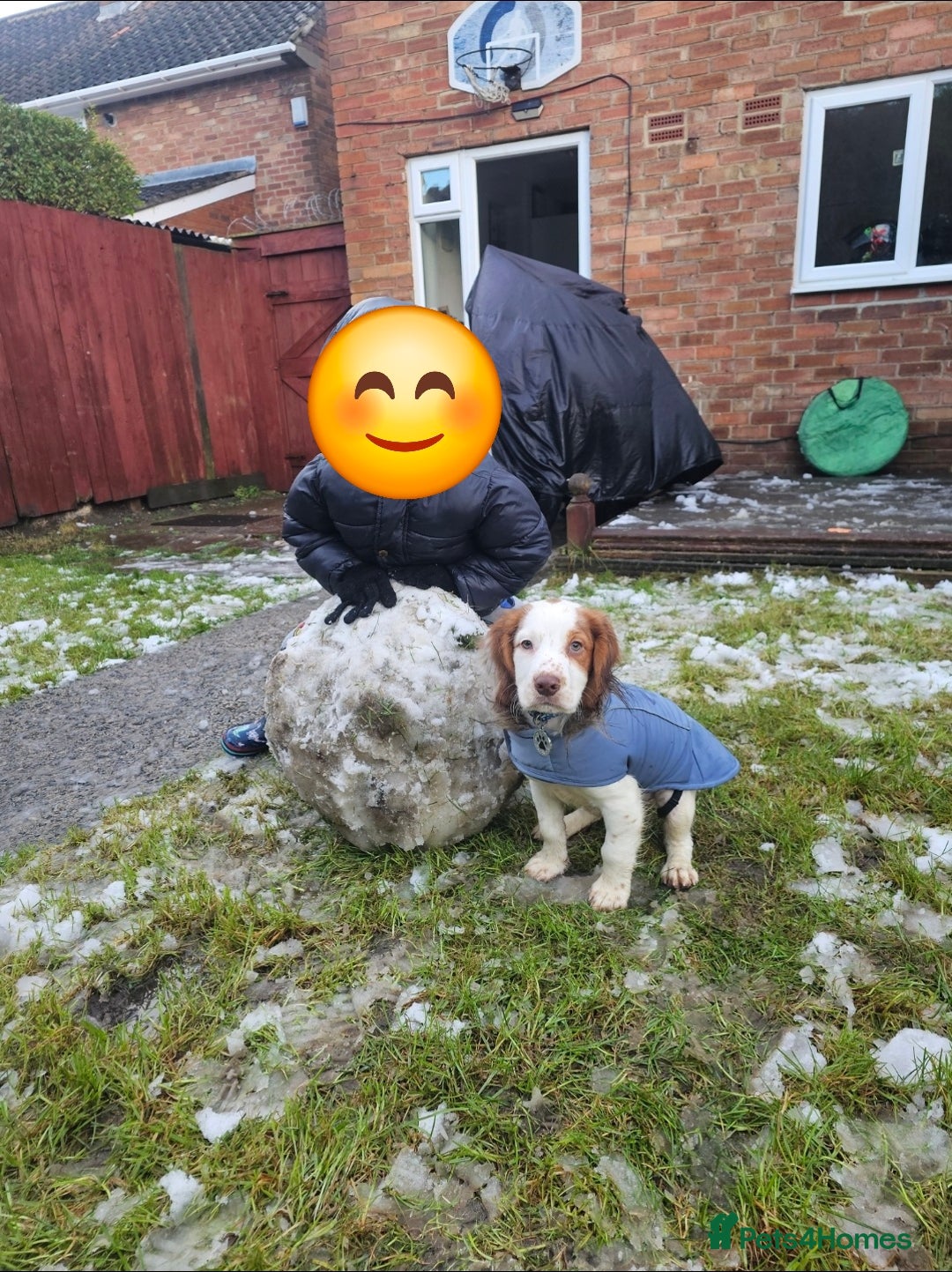Cocker Spaniel dogs for sale: Hero the spaniel  - Image 10