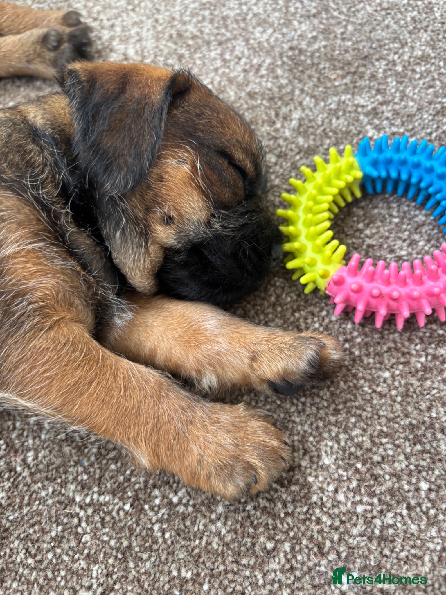 Border Terrier dogs KC Border Terrier Puppies - Advert 1