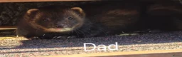 Ferret rodents for sale: 2 beautiful self black Ferret Kits - Advert 8
