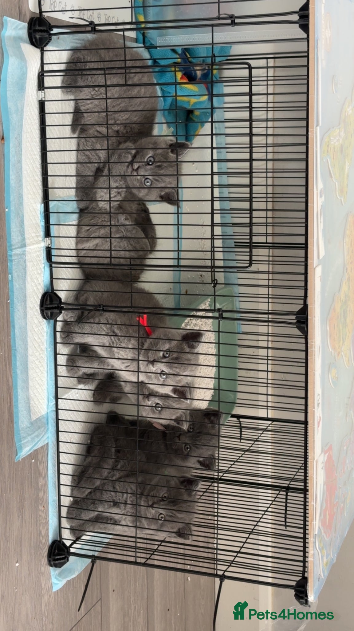 British Shorthair cats 6 British shorthair kittens - Advert 8