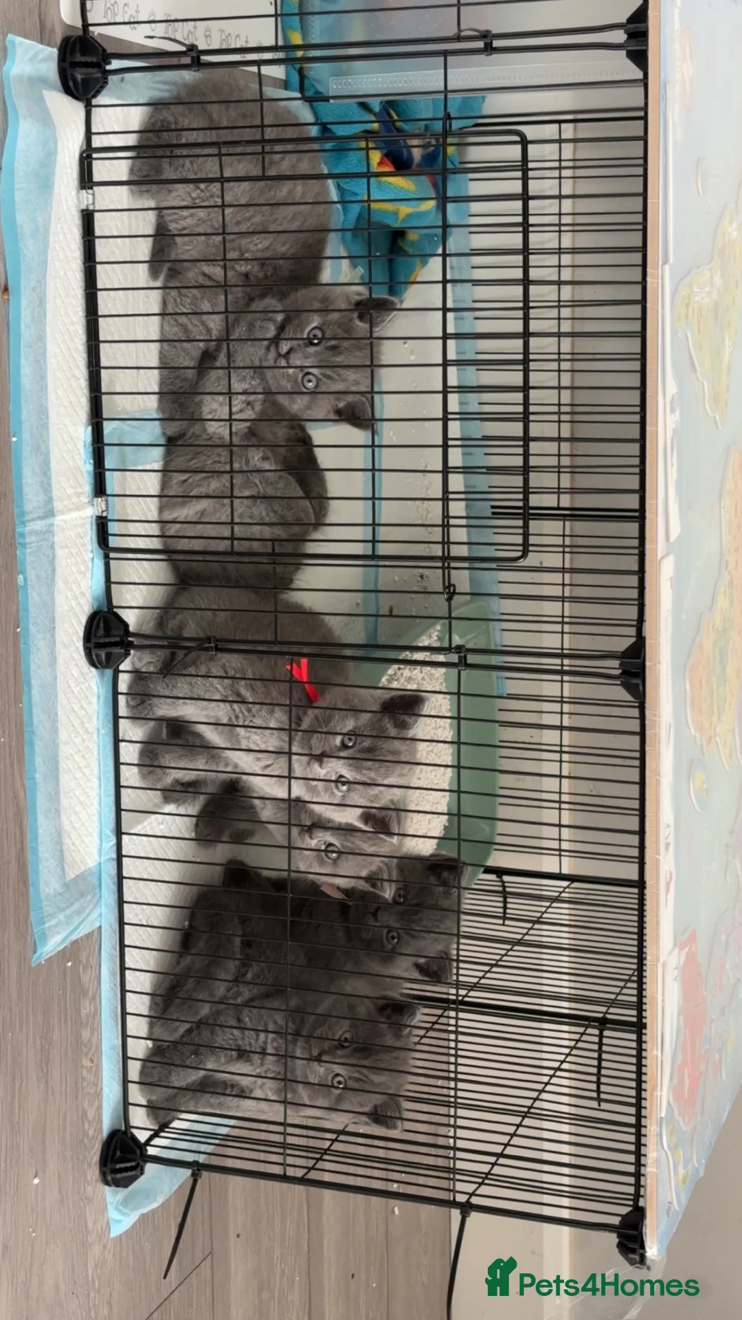 British Shorthair cats for sale: 6 British shorthair kittens in Birmingham - Advert 1