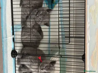British Shorthair cats 6 British shorthair kittens - Advert 8