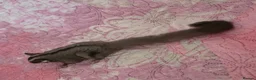 Sugar Glider rodents for sale: Sugar glider - Advert 2