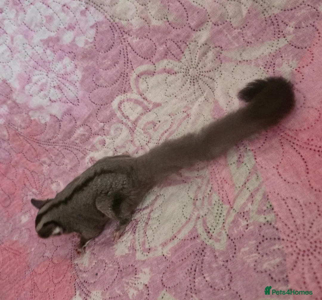 Sugar Glider rodents for sale: Sugar glider - Advert 2