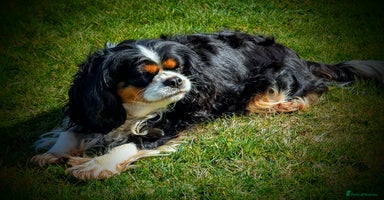 Cavapoo dogs - Advert 8