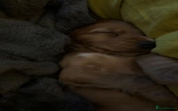 Cocker Spaniel dogs for sale: 🐾💖Perfect 9 week old red show cocker spaniel - Image 3