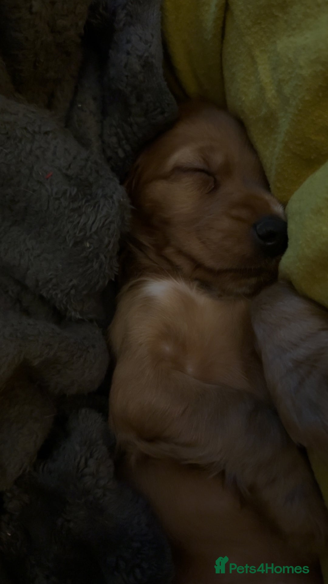 Cocker Spaniel dogs for sale: 🐾💖Perfect 9 week old red show cocker spaniel - Image 3