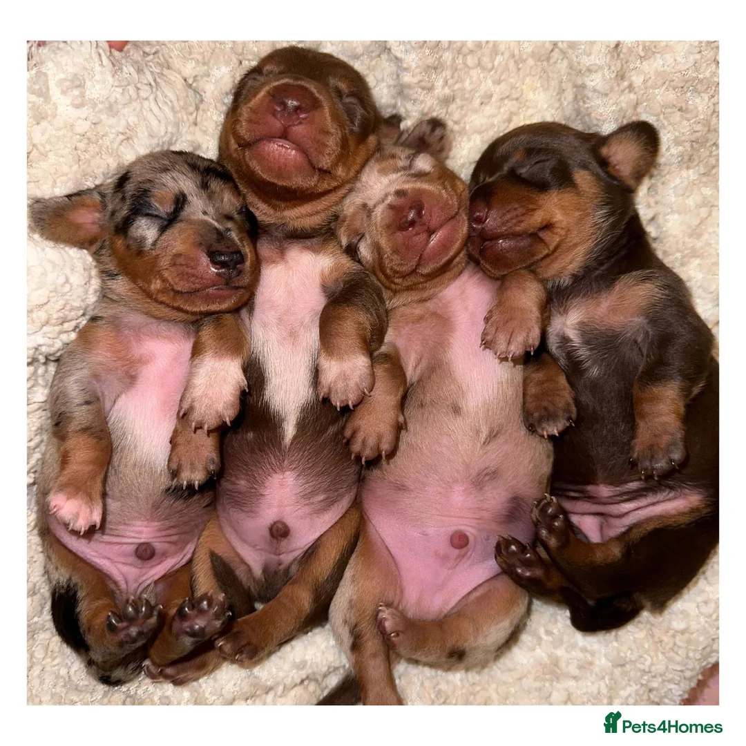 Miniature Dachshund dogs for stud: Tiny Piebald Stud with Free Ovulation Testing  in Stockton-on-Tees - Advert 19