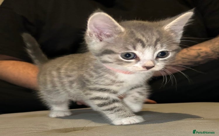 Domestic Shorthair cats - Advert 10