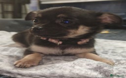 Pomchi dogs for sale: Six stunning pomchi puppies  - Image 6