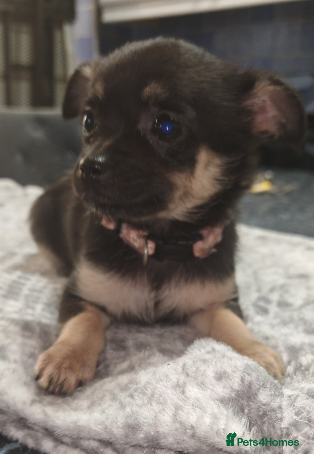 Pomchi dogs for sale: Six stunning pomchi puppies  - Image 6