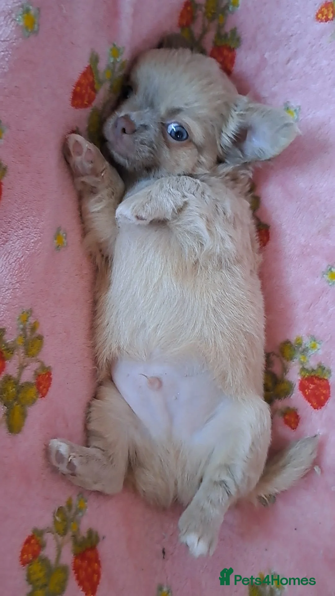 Chihuahua dogs for sale: Long Coat Chihuahua pups - Advert 2