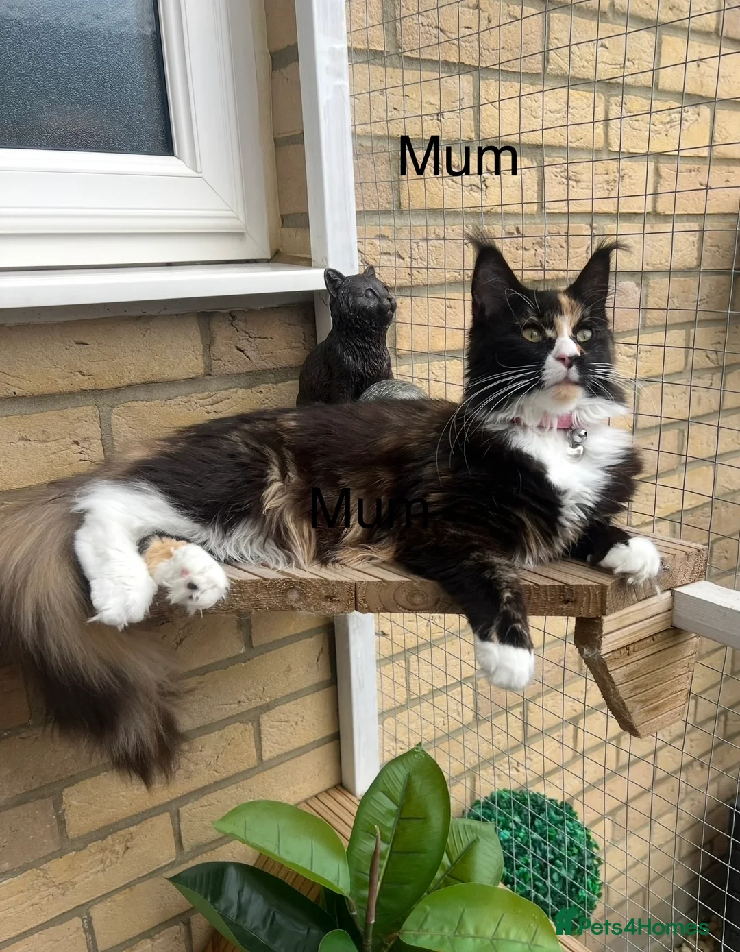 Maine Coon cats for sale: Beautiful and healthy litter of Maine coon kittens - Advert 34
